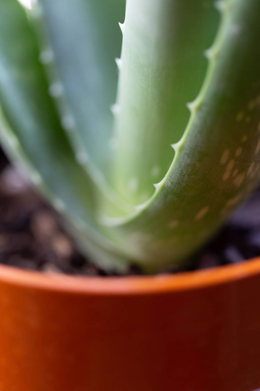green, plant, macro, aloe, close up, vera, leaf, nature, botany, growing, healing, skincare, cactus, detail, health
, 