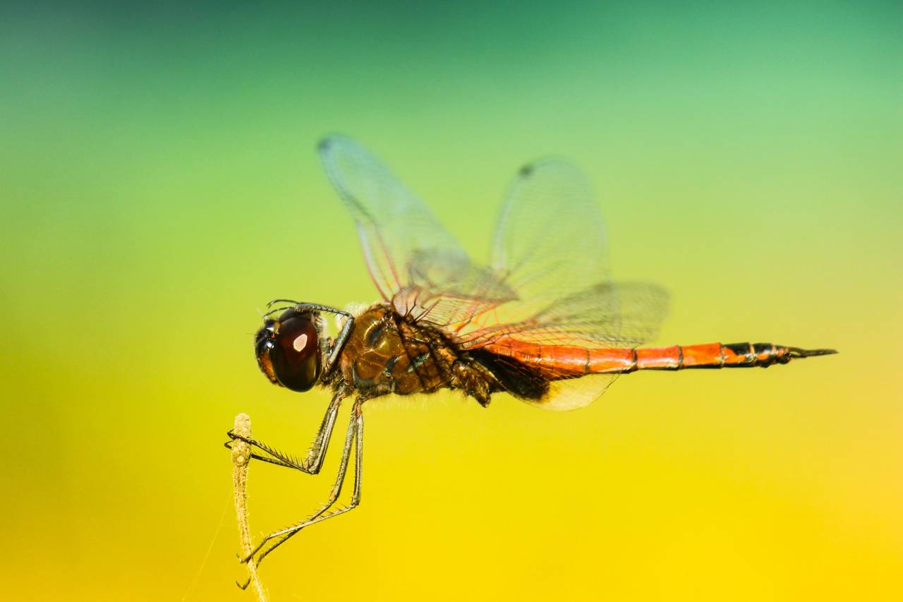 Insectos, libélula, alas, colores, patrones, degradado, todavía, bokeh,