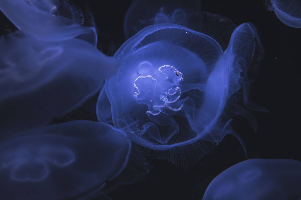 medusas, submarino, profundo, mar, océano, picadura,