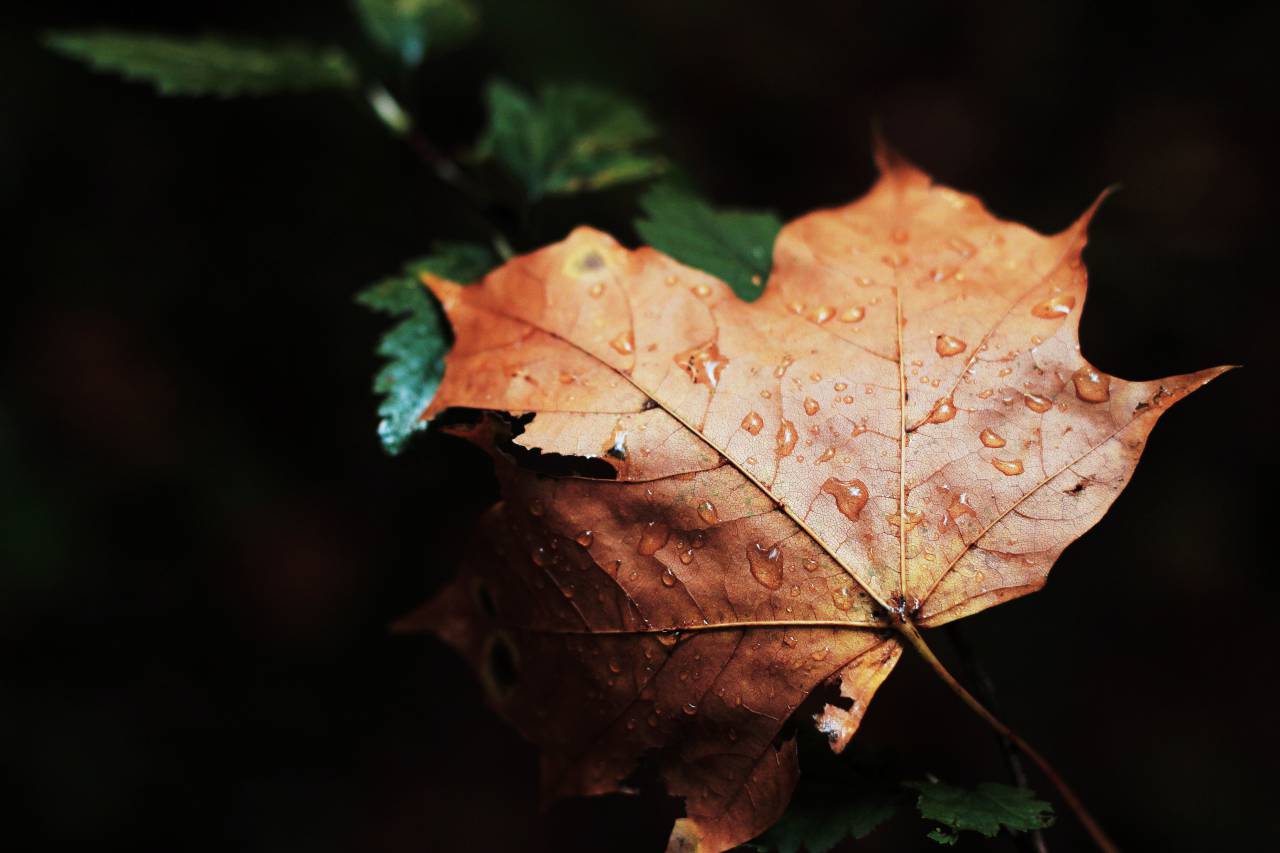 maple leaf, wet, rain, drops, nature, forest, dark
, 