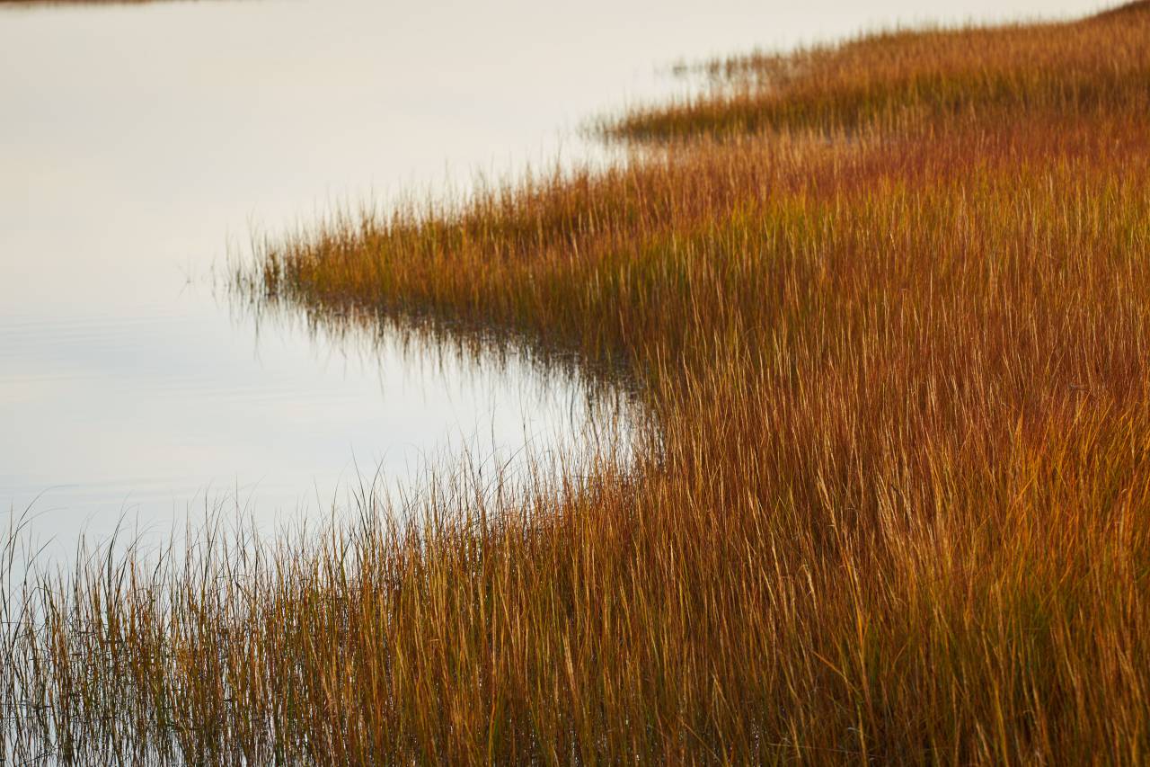 marsh, field, nature, water, countryside, lagoon, lake, reserve, landscape, grass, outdoor, golden, autumn, shore, coast, nature
, 