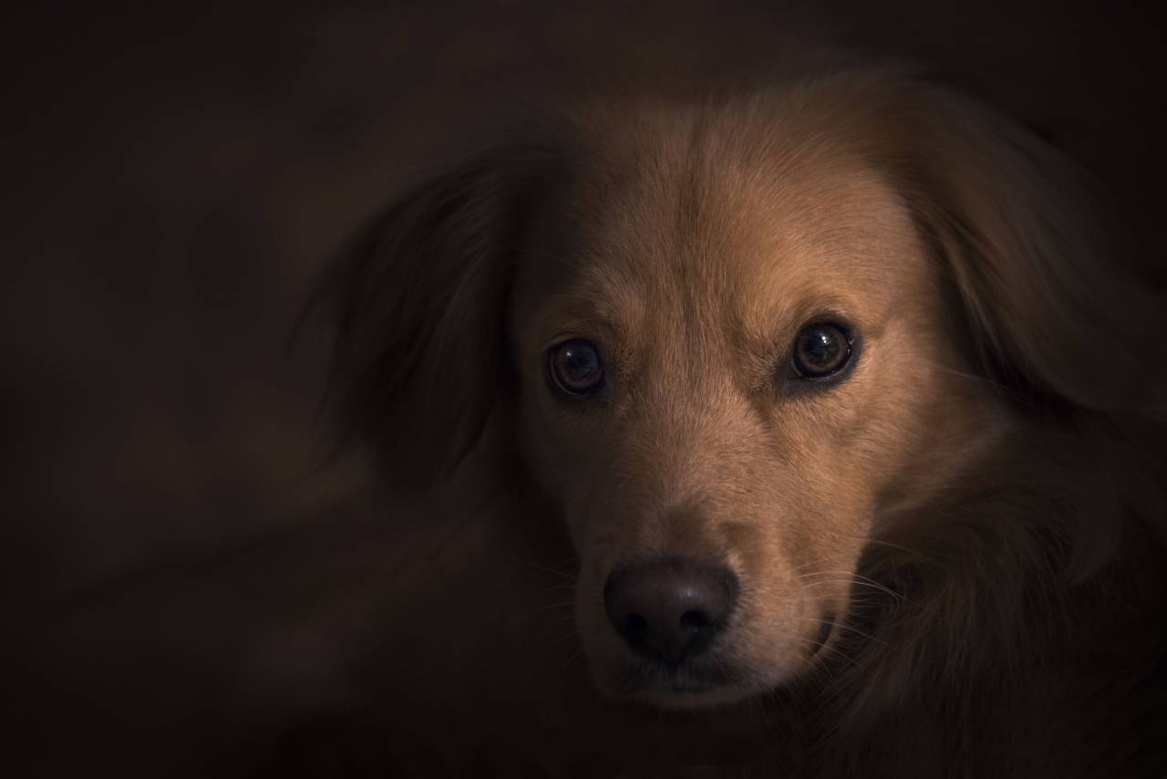 naturaleza, animales, perro, mascota, marrón,