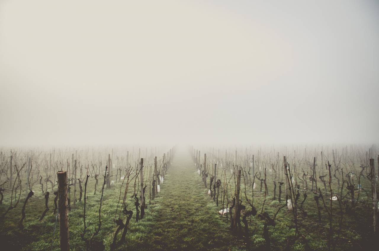 nature, grass, grasslands, fence, branches, twigs, wood, wire, paper, fog, ominous, rows, perspective, patterns
, 