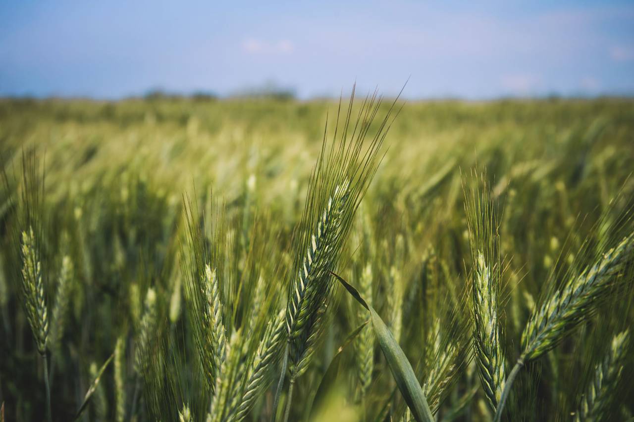 nature, wheat, field, grain, grass, harvest, sway, sky, outdoors
, 