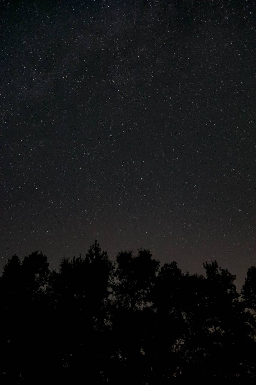 noche, oscuridad, árboles, sombra, galaxia, espacio, estrellas, cielo, bosque, bosque, campamento, hoguera, vinculación, amigos,