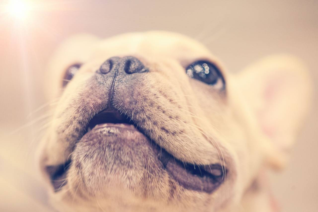 Cachorro, sonrisa, close-up, perro, animal, mascota, pequeño, ojos grandes, nariz, orejas,