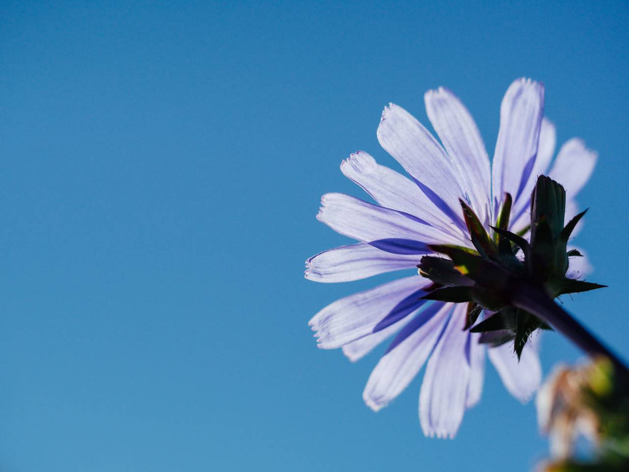 púrpura, flor, azul, cielo, sol, verano, naturaleza,