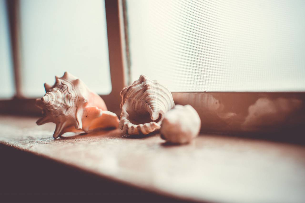 conchas de mar, ventana, alféizar, objetos, decoración,
