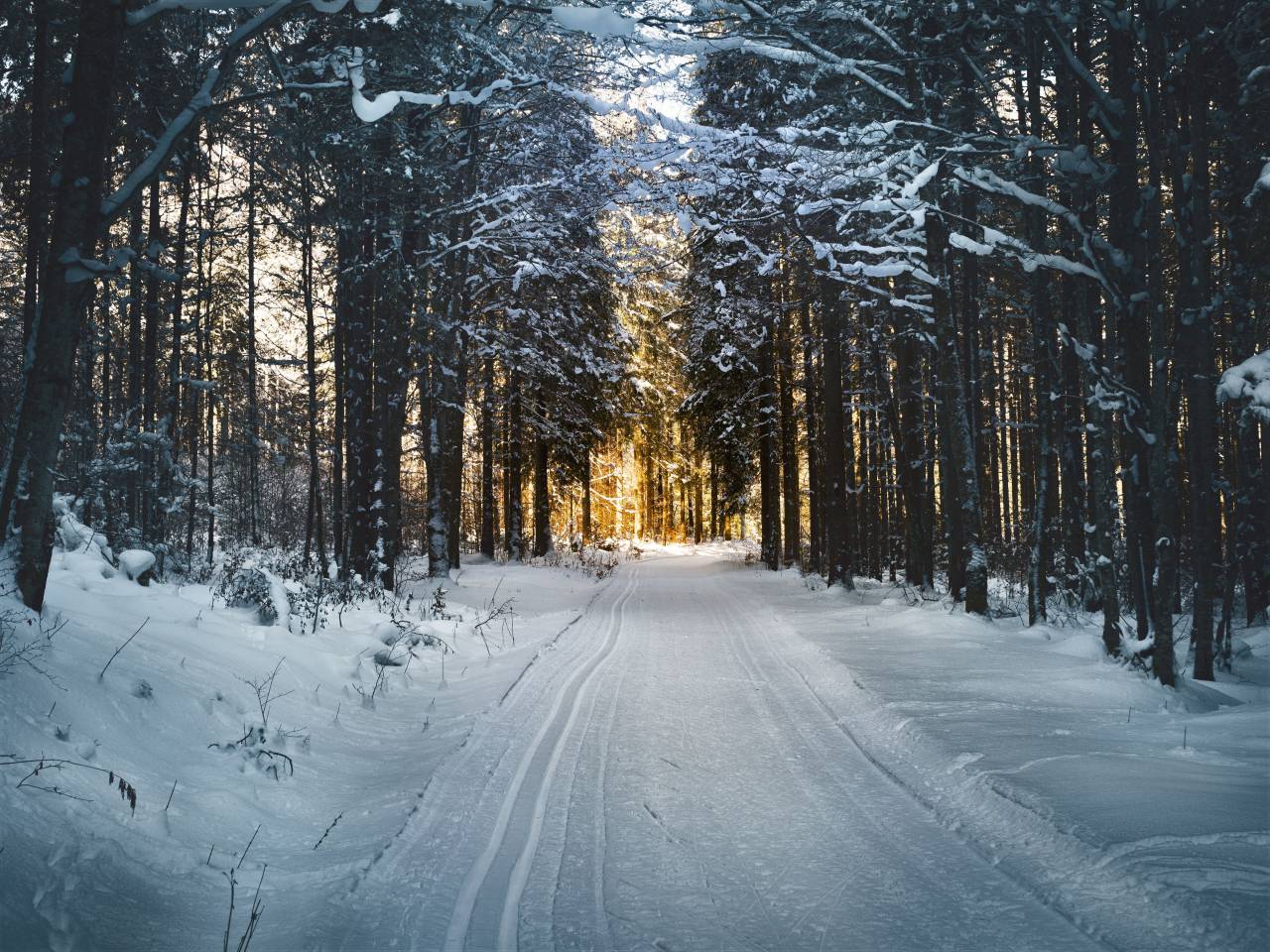 🥇 Image of snow winter white cold weather ice trees - 【FREE PHOTO ...