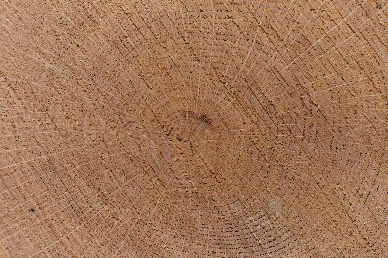 Árbol, anillo, fondo, primer plano, madera, envejecido, corte, registro, textura, papel tapiz, agrietado, viejo, madera, madera, madera,