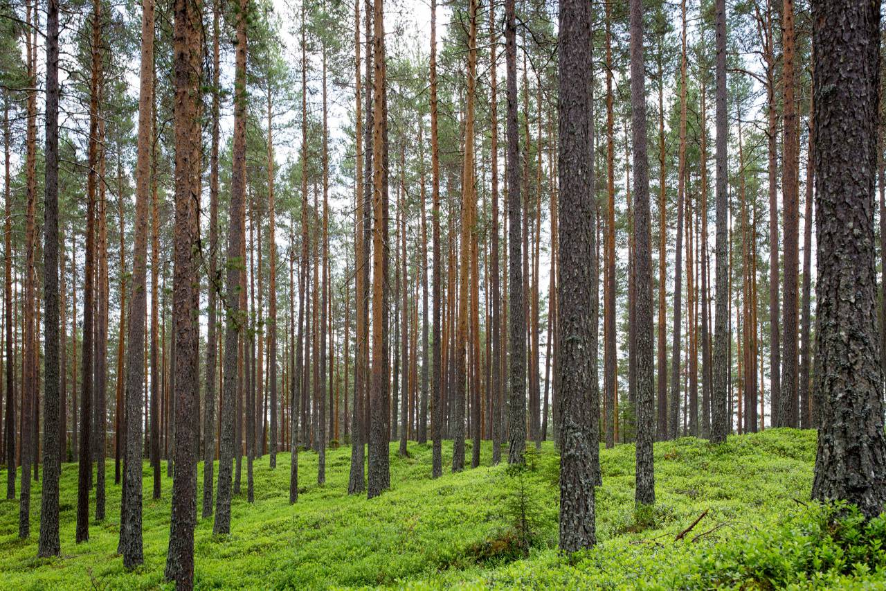 Árboles, plantas, naturaleza, bosque, verde, césped, paisaje,