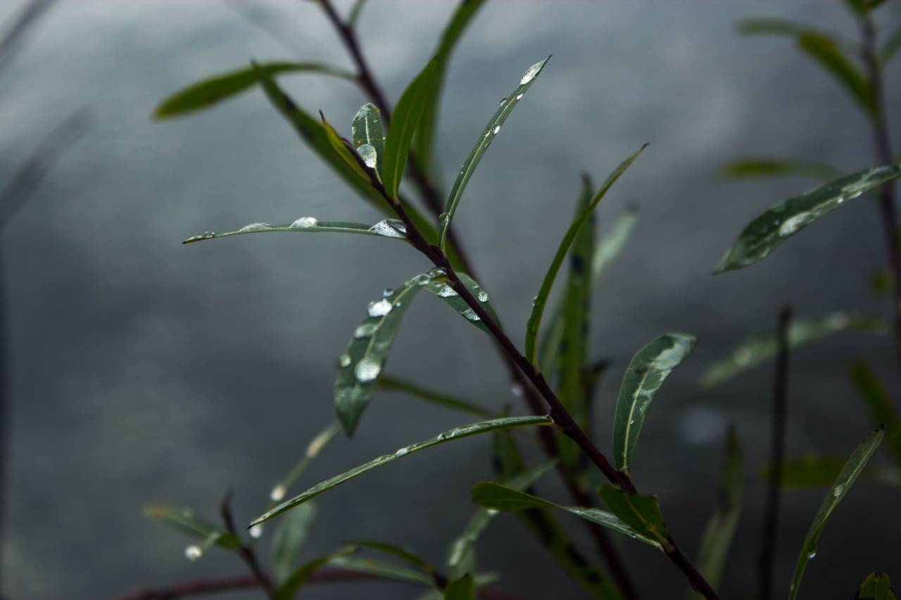 willow, dew, mist, fog, water, drop, wet, rain, green, plant, twig, tree, nature
, 