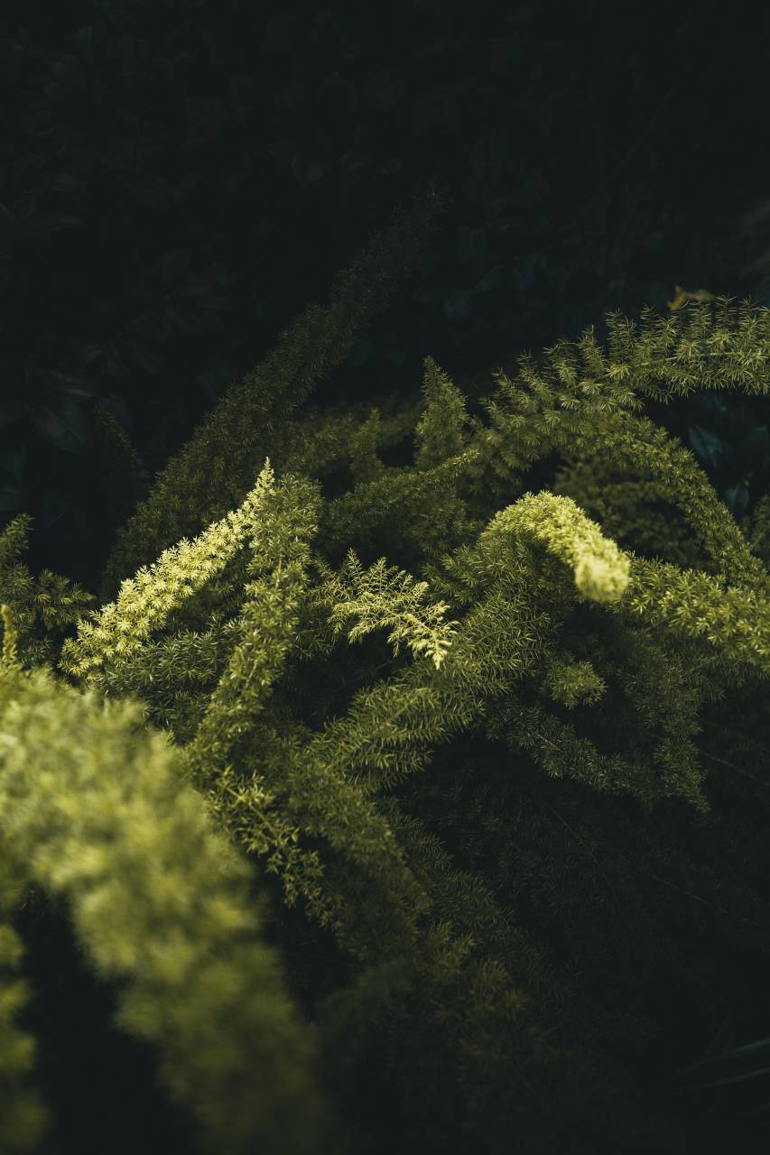 helecho;planta,naturaleza,planta,hoja,bosque,color verde,fondos,crecimiento,al aire libre,primer plano,árbol,verano,bajo el agua,