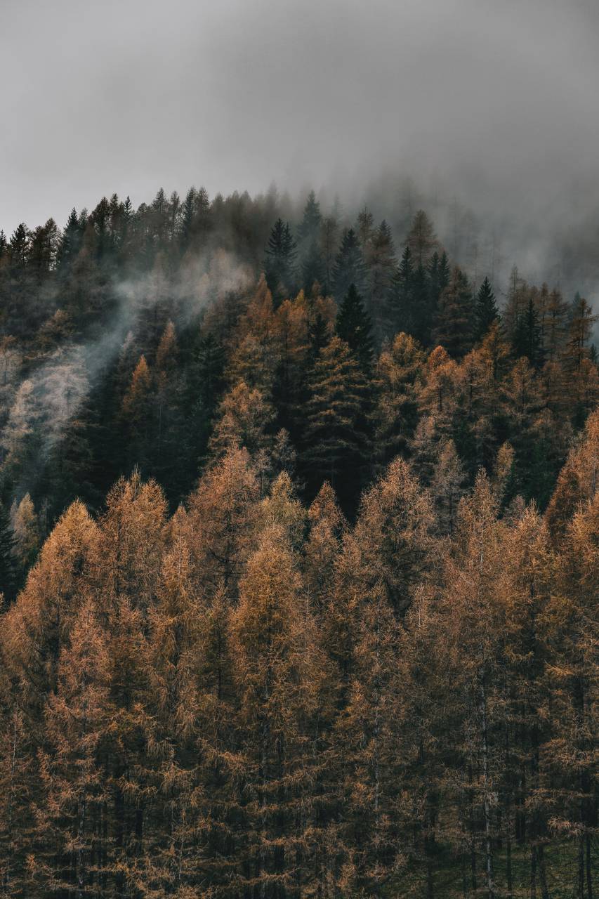 pino;bosque,bosque,árbol,naturaleza,otoño,al aire libre,montaña,paisaje,temporada,pino,la belleza de la naturaleza,hoja,niebla,amarillo,cordillera,escena rural,escena no urbana,color verde,día, Medio ambiente,invierno,árbol conífero,nube,cielo,