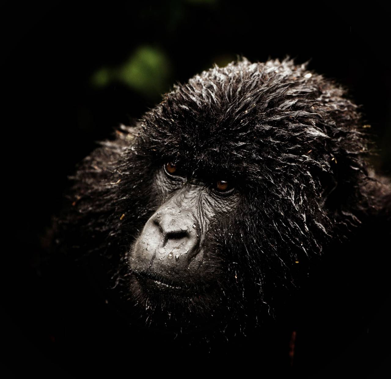 gorilla;portrait,animal,primate,nature,animals in the wild,monkey,mammal,endangered species,close-up,animal head,africa,focus on foreground,forest,one animal, 