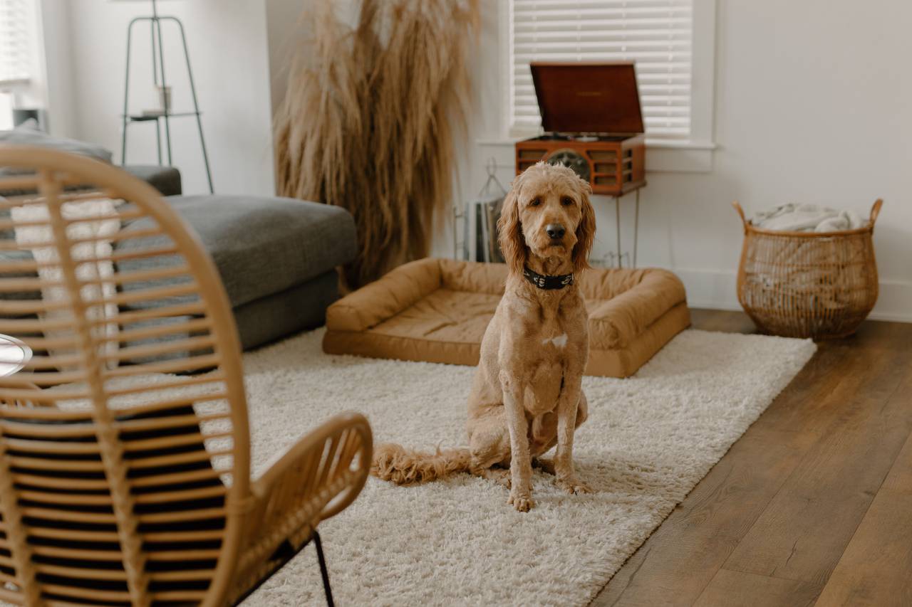 dog;livingroom,dog,pets,indoors,animal,purebred dog,domestic animals,cute,canine,sitting,home interior,flooring,mammal,domestic life,puppy,domestic room,living room,one animal, 
