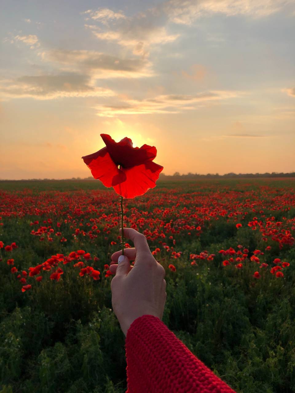 Woman, poppies, field, nature, beauty, serenity, freedom, peace, tranquility, romance, femininity, elegance, grace, happiness, carefree, carefree spirit, wanderlust, exploration, connection with nature, dreamy, ethereal, wonderland, holding, 