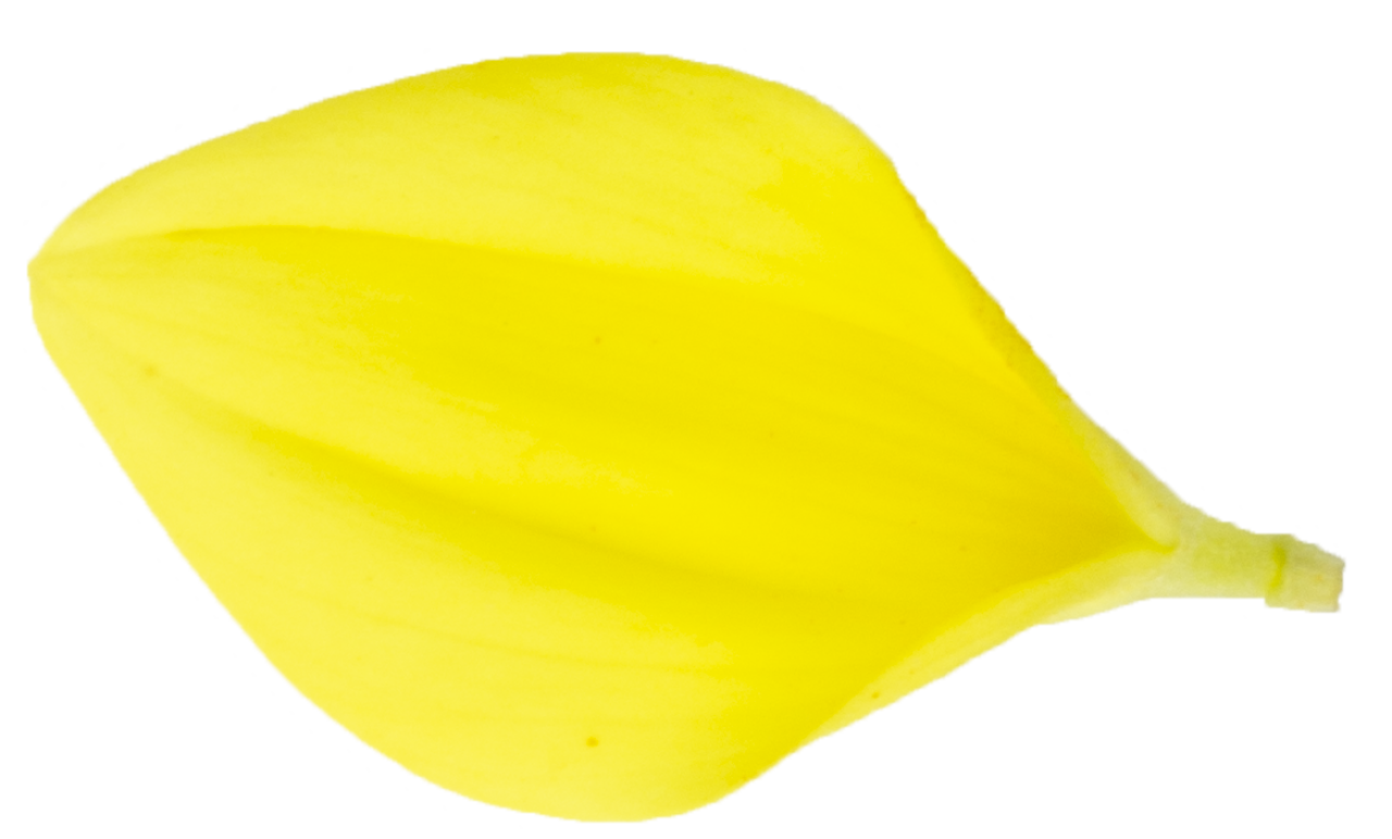  nature,leaf,yellow,close-up,plant,backgrounds,single object