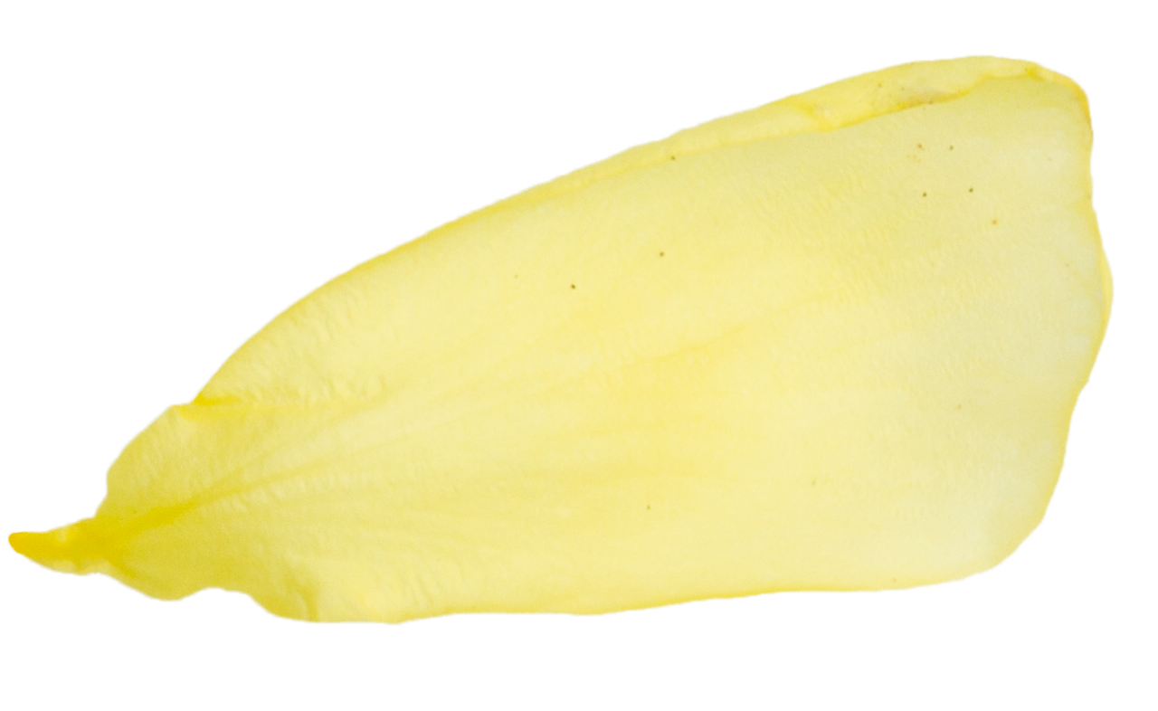 amarelo,natureza,close-up,isolado,planos de fundo,folha