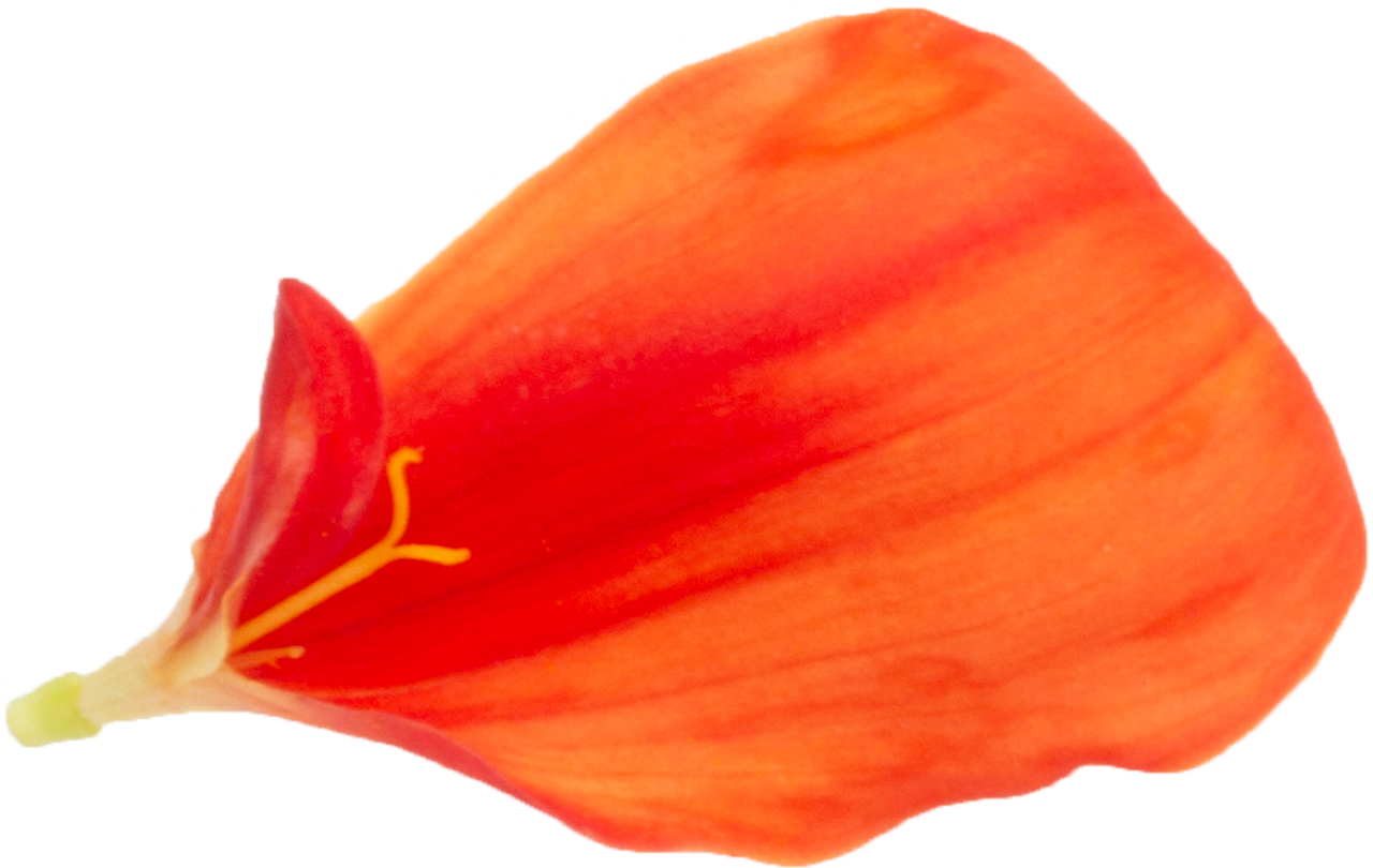 natureza,planta,flor,folha,pétala,cabeça de flor,botânica,beleza na natureza,amarelo