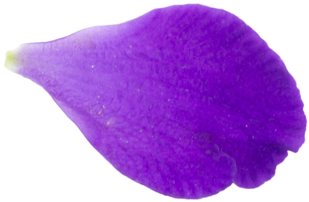 natureza,roxo,isolado,planta,flor,folha,pétala