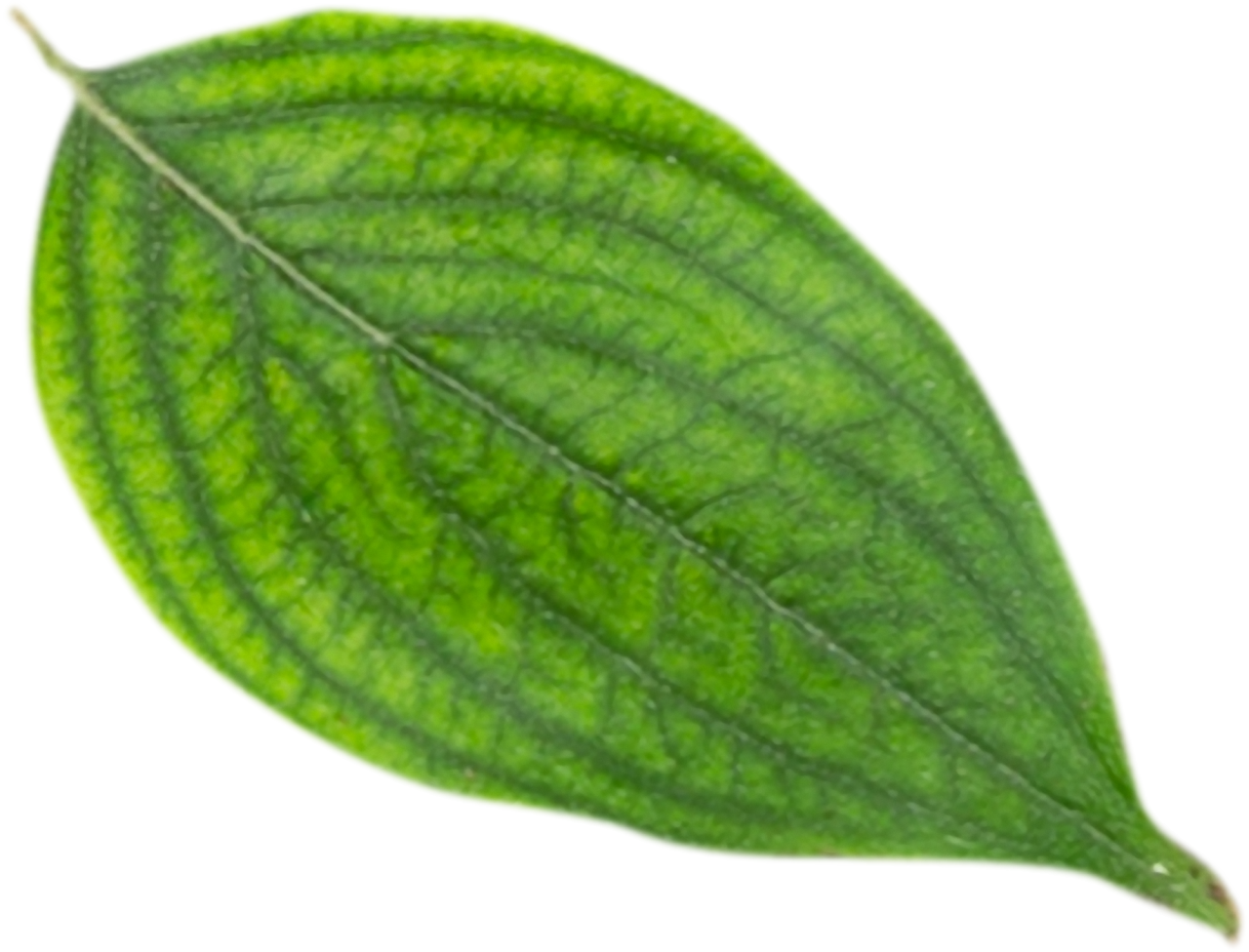  leave,overlay,png,leaf,nature,plant,close-up,green color,pattern,botany,freshness,macro,backgrounds,abstract