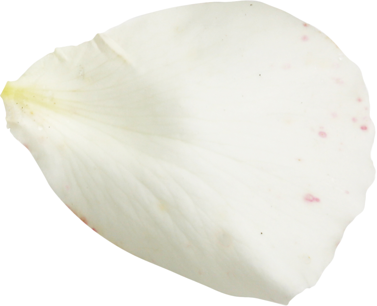  nature,close-up,macro,single object,plant,isolated,animal,summer,leaf,backgrounds,white background,beauty in nature