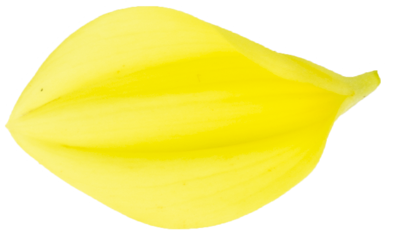 amarelo,natureza,planta,folha,pétala,flor,verão,cabeça de flor,frescura