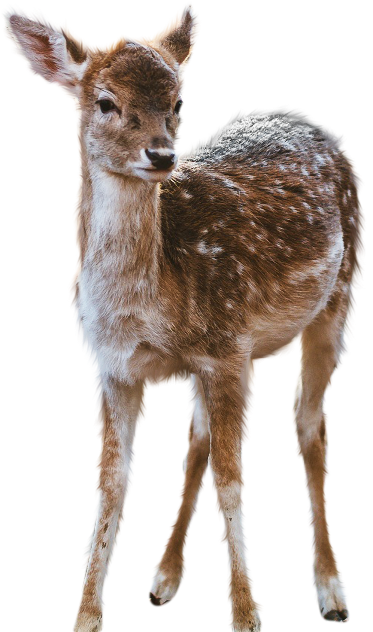  deer,overlay,png,animal,mammal,nature,outdoors,animals in the wild,cute,deer,close-up,fur,young animal,horned,one animal,animal head,looking