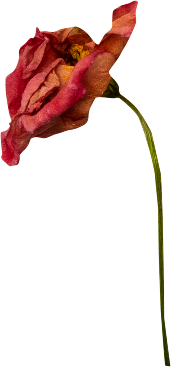  withered rose,overlay,nature,illustration,backgrounds,plant,flower,decoration,design,leaf,window