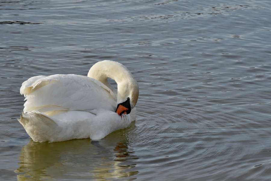 lake, swan, swimming, aquatic bird, bird 