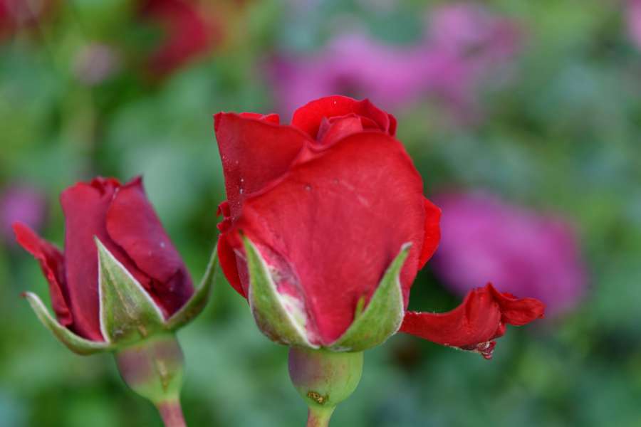 flower bud, flower garden, flowers, red 