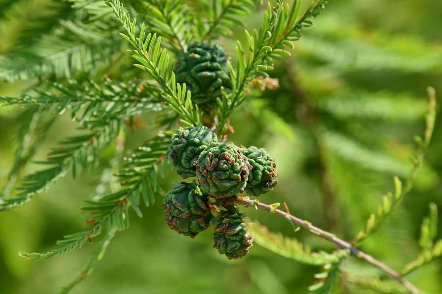 branches, conifer, forest, green leaves 