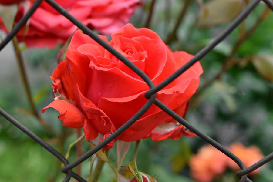 fence, flower garden, iron, rose, flower 