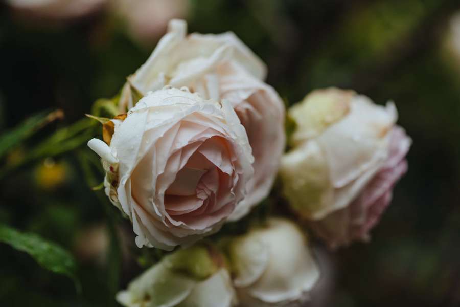 elegant, roses, white flower, flower, rose 