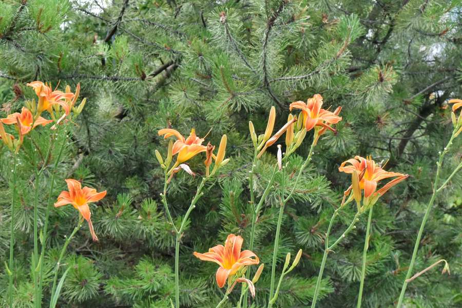 ecology, flower garden, garden, horticulture 