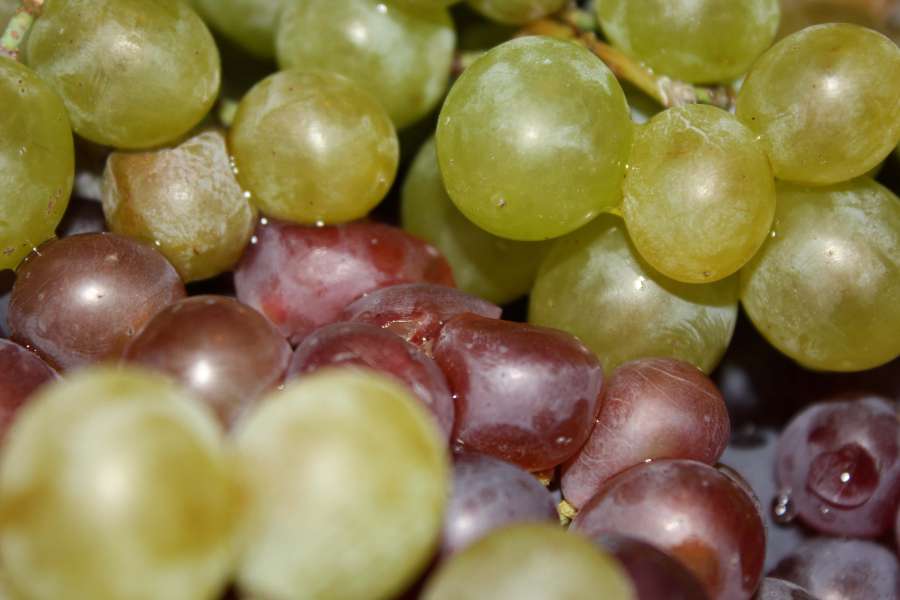 uvas, fruta, primer plano, orgánico, uva