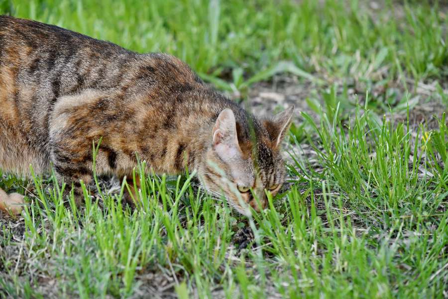 curious, domestic cat, green grass, feline 