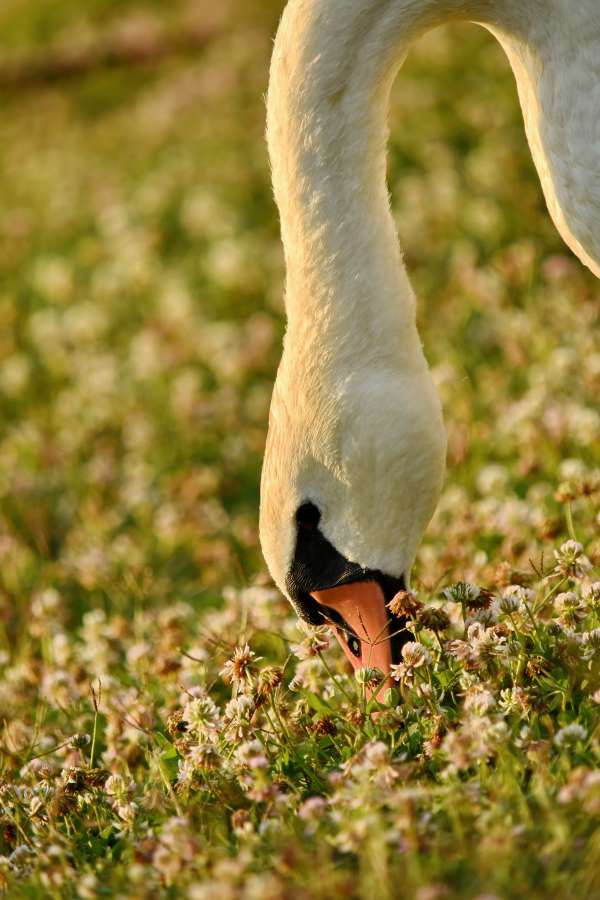 animal, eating, grass plants, grazing, neck 