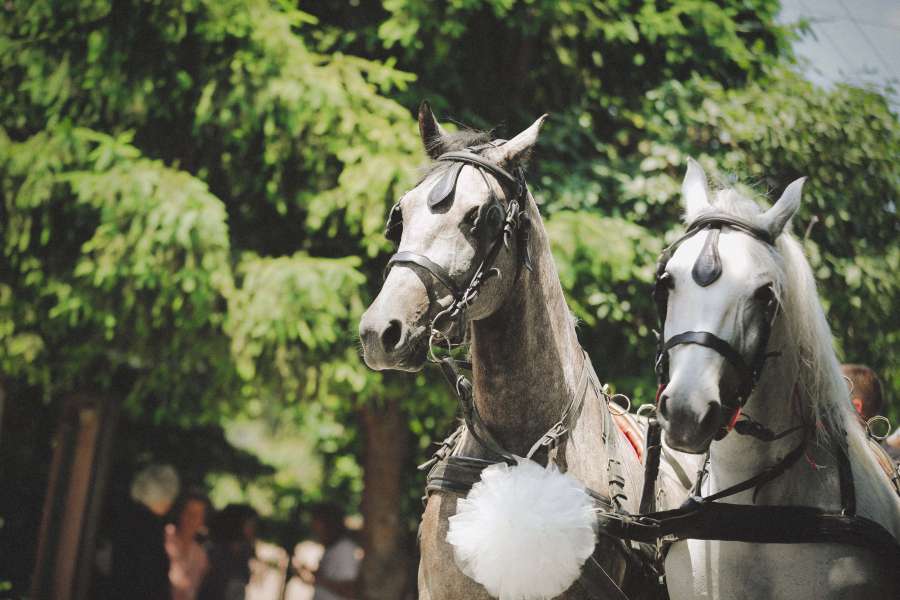 horses, white, celebration, carriage 