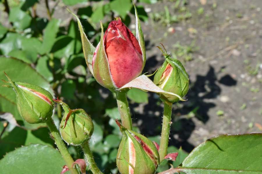 detail, green leaves, horticulture, bud 