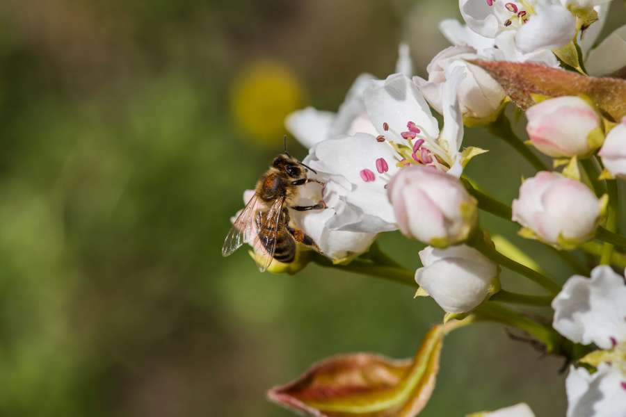 bee, honeybee, insect, petal, blossom 