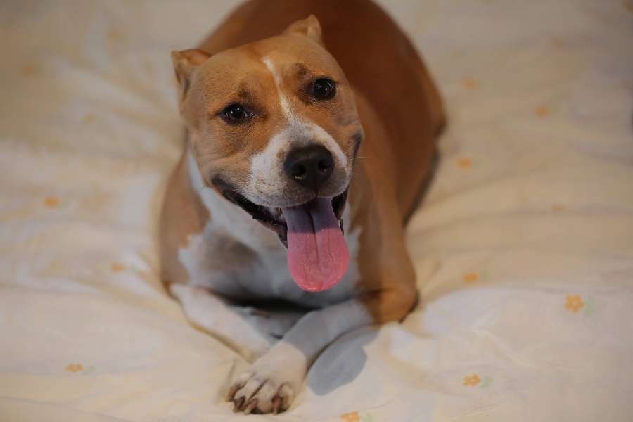 tongue, dog, happiness, head, laying, bed 