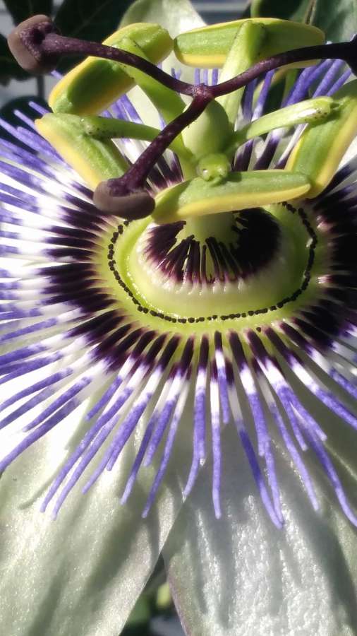 close-up, flower, pistil, tropical, flora 