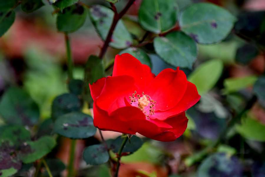 garden, pistil, wild, shrub, plant, blossom 