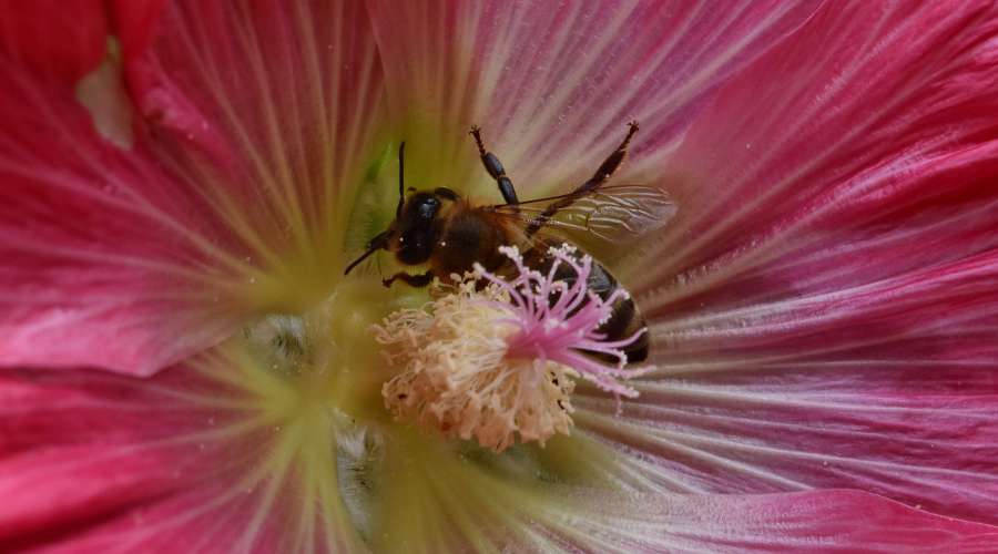 bee, insect, flower, nature, arthropod 