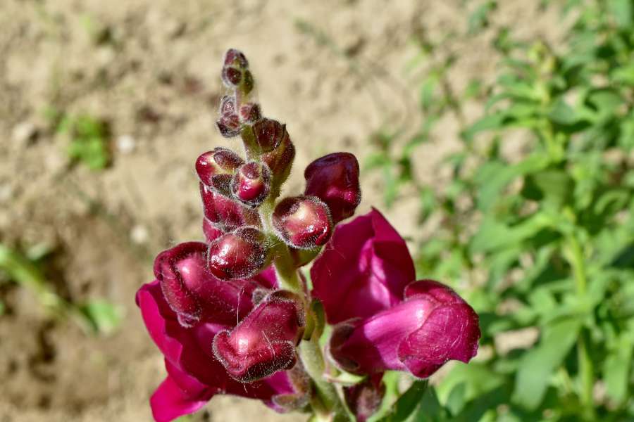 bom tempo, grama, erva, horticultura