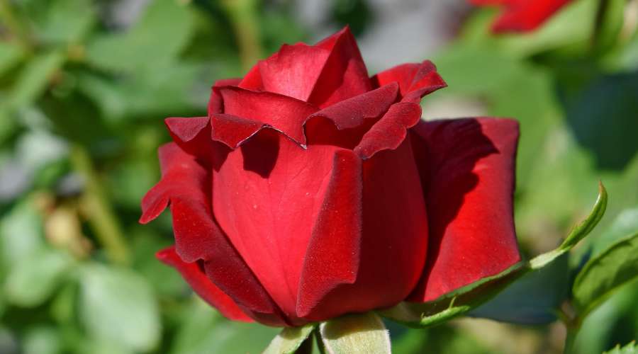gardening, red, roses, rose, bud, nature 