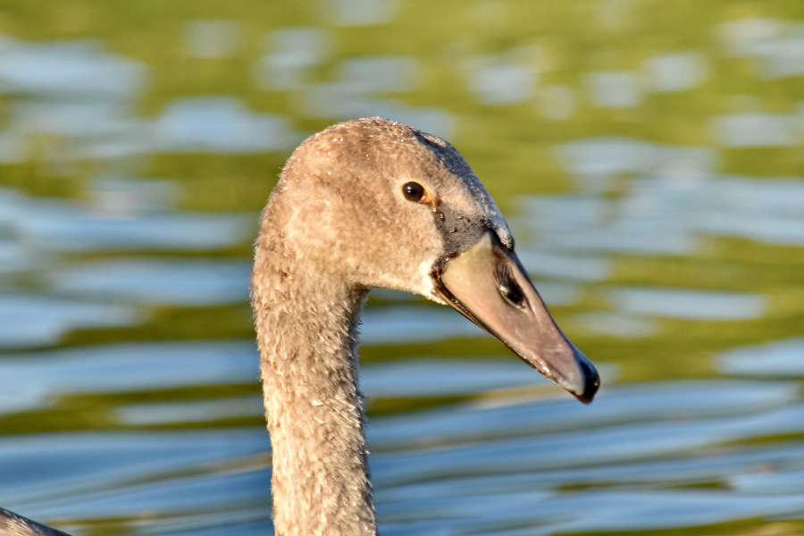 bird, portrait, side view, swan, young, pool 