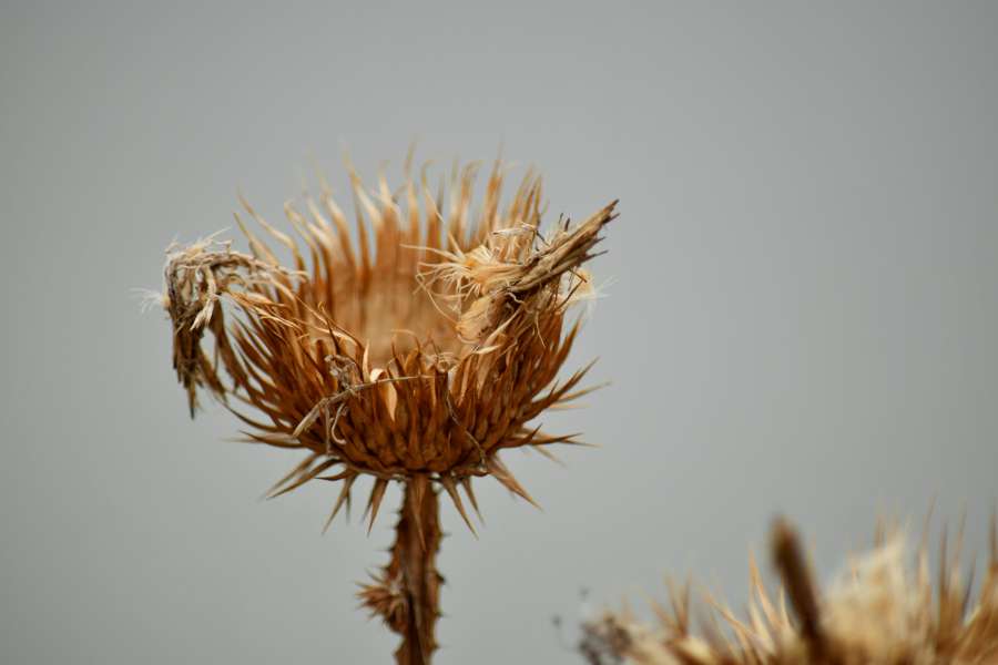 plant, nature, sharp, summer, flower 